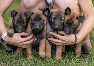 Prodám štěňata belgického ovčáka malinois s PP