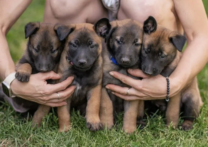 Prodám štěňata belgického ovčáka malinois s PP