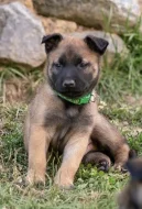 Prodám štěňata belgického ovčáka malinois s PP