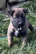 Prodám štěňata belgického ovčáka malinois s PP
