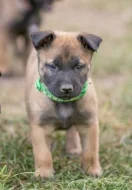 Prodám štěňata belgického ovčáka malinois s PP
