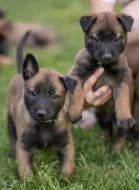 Prodám štěňata belgického ovčáka malinois s PP