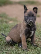 Prodám štěňata belgického ovčáka malinois s PP
