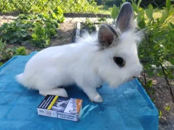 Mini králíček
