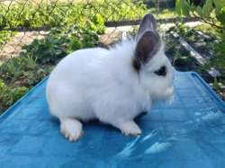 Mini králíček