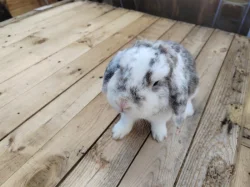 Mini králíček