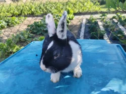 Mini králíček