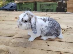 Mini králíček