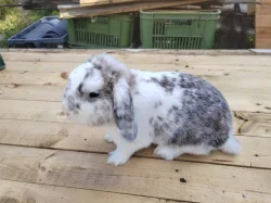 Mini králíček
