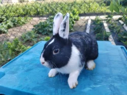 Mini králíček