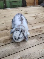 Mini králíček