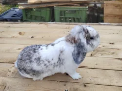 Mini králíček