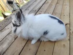 Mini králíček