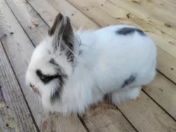 Mini králíček