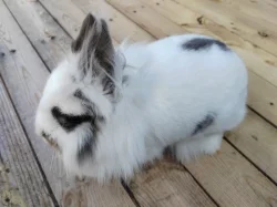Mini králíček