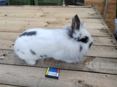 Mini králíček