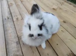 Mini králíček