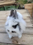 Mini králíček