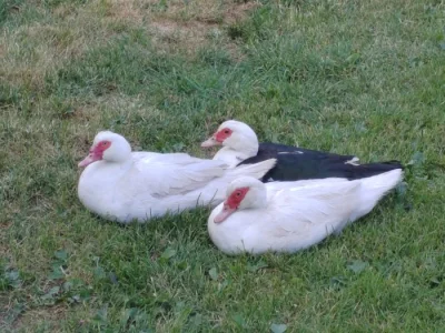 Kachna pižmová