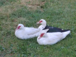 Kachna pižmová