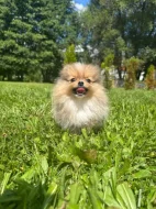 Pomeranian
