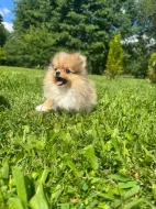 Pomeranian