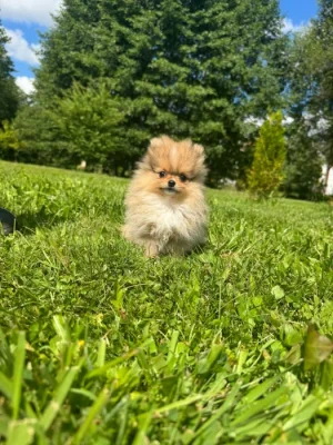 Pomeranian