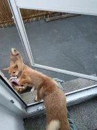 Shiba Inu Max