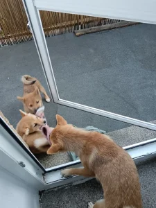 Shiba Inu Max