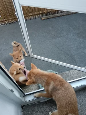 Shiba Inu Max