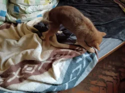 Shiba Inu Max