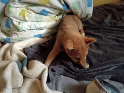 Shiba Inu Max