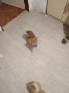 Shiba Inu Max