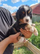 Štěňátko bernského salašnického psa