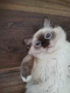 Ragdoll s PP