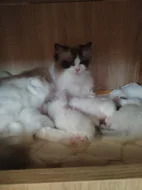 Ragdoll s PP