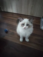 Ragdoll s PP