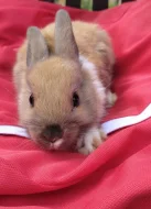 Zakrslí králík Teddy