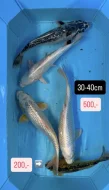 Koi kapři
