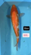 Koi kapři