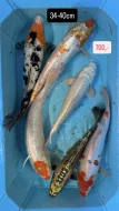 Koi kapři