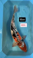 Koi kapři