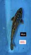 Koi kapři