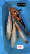 Koi kapři
