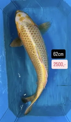 Koi kapři