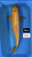 Koi kapři