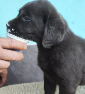 Labradorský retriever