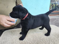 Labradorský retriever