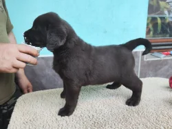 Labradorský retriever
