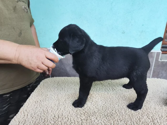 Labradorský retriever